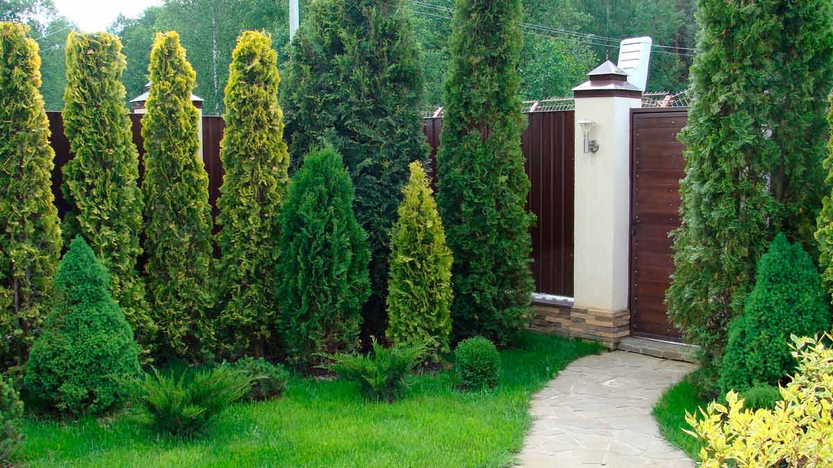 Виды и сорта хвойников: лучшие для ландшафтного дизайна в саду на даче | taimyr-expo.ru